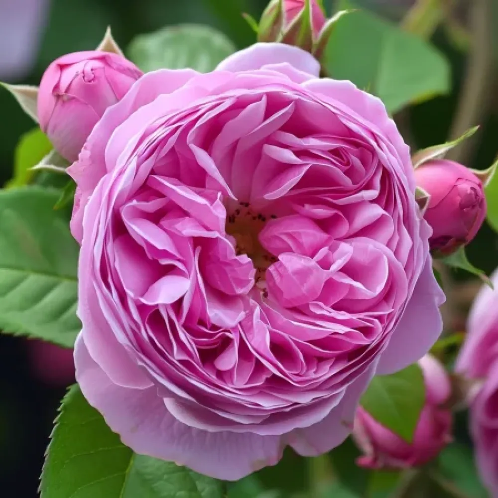 Ruusu 'Revival Blossom' – paljasjuurinen