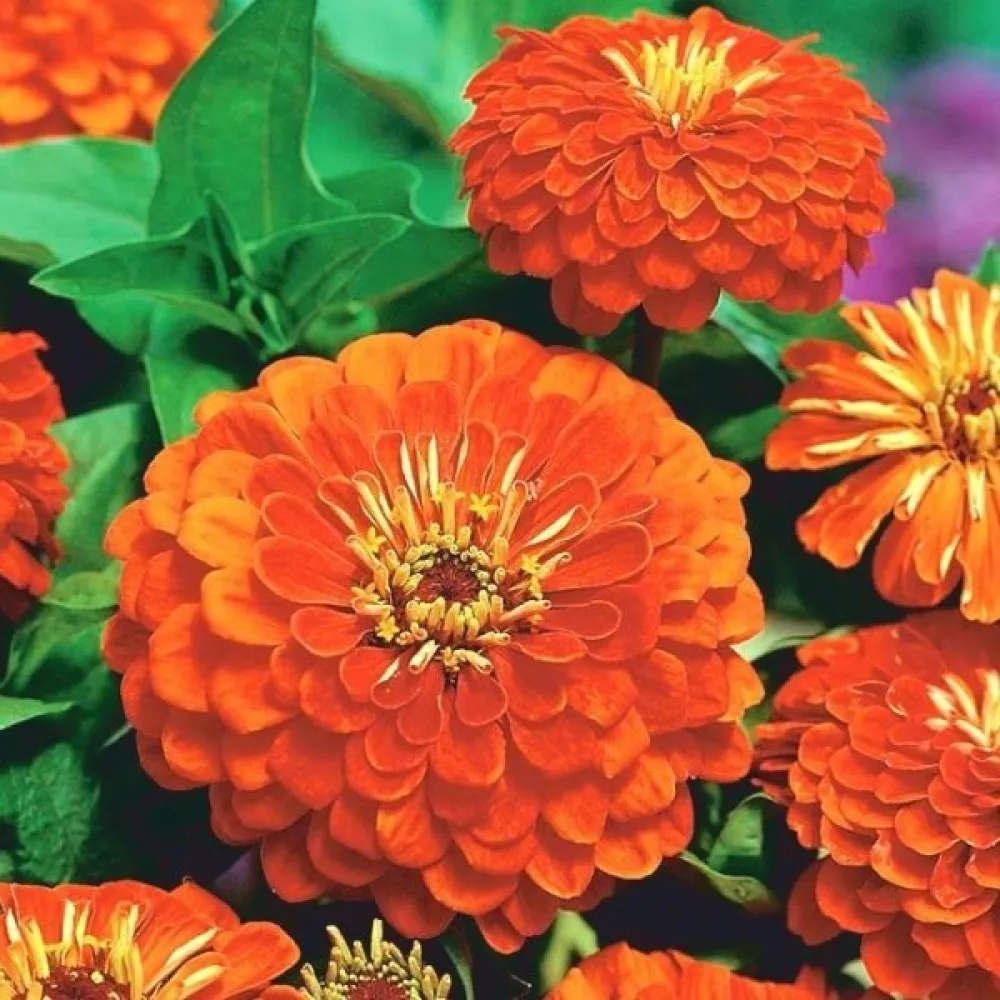 Tsinnia 'Golden State'