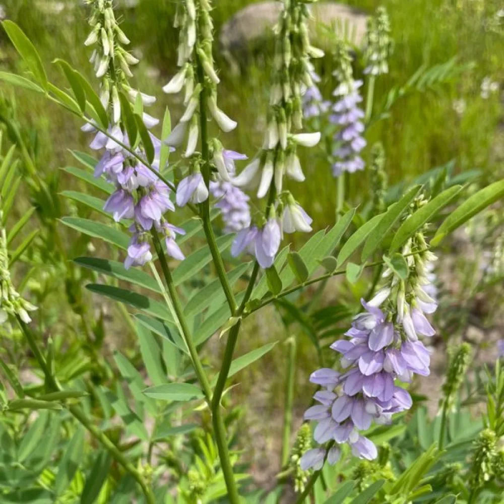 Vuohenherne