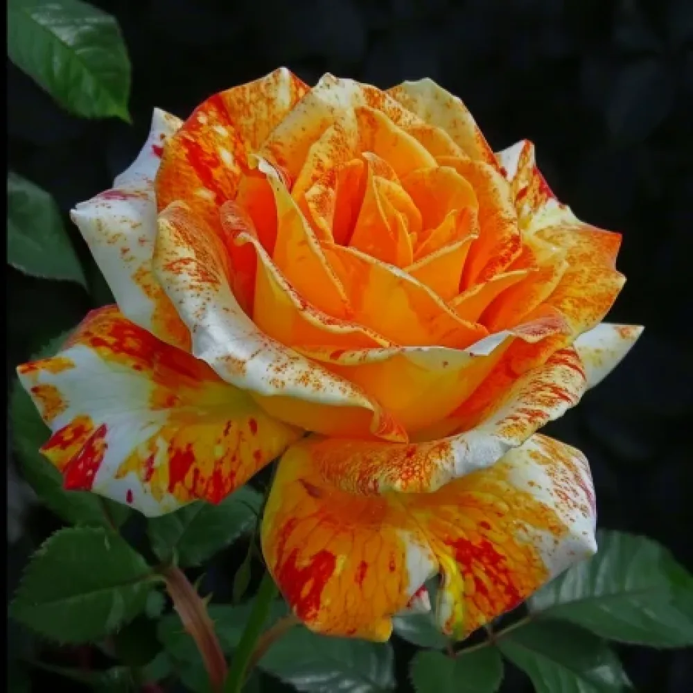 Ruusu 'Summer Memory' – paljasjuurinen