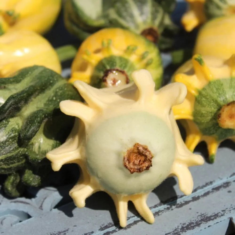Kurpitsa 'Shenot Crowns of Thorns'