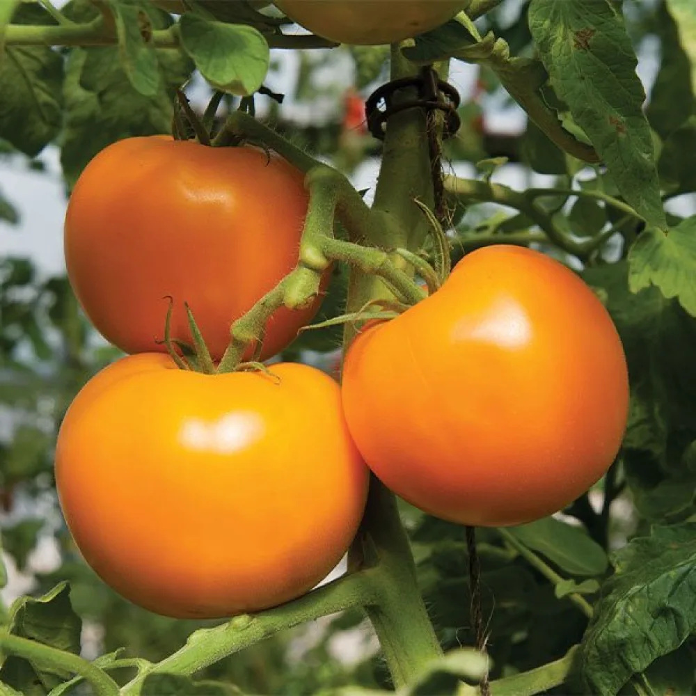 Tomaatti 'Orange Queen'