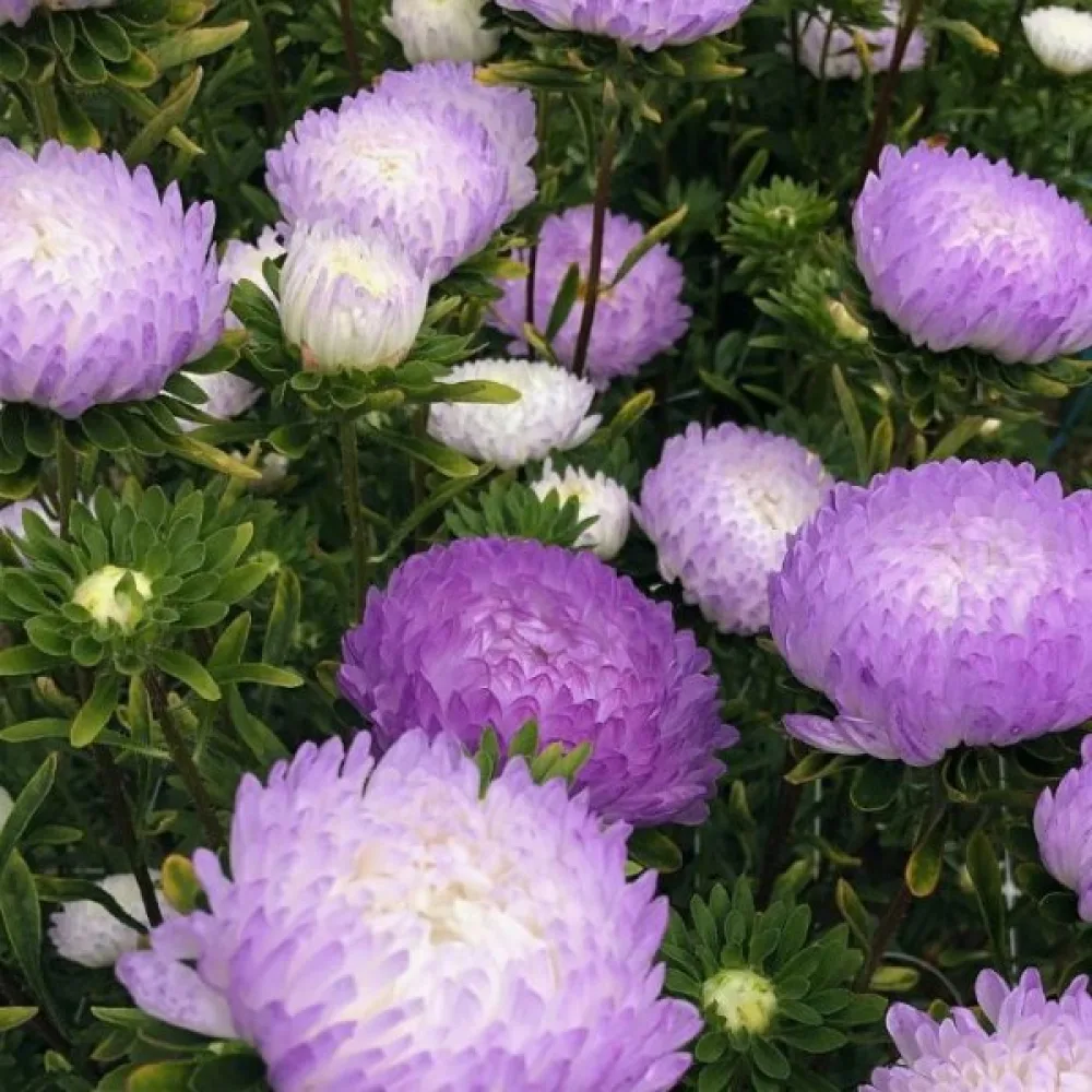 Kesäasteri 'Apollonia' – hopeanroosa