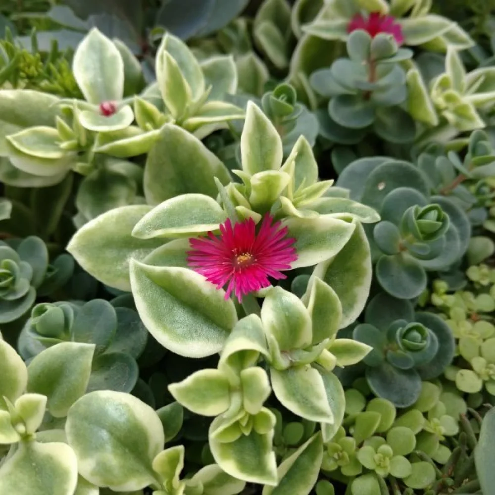 Keskipäivänkukka Dorotheanthus bellidiformis, punainen