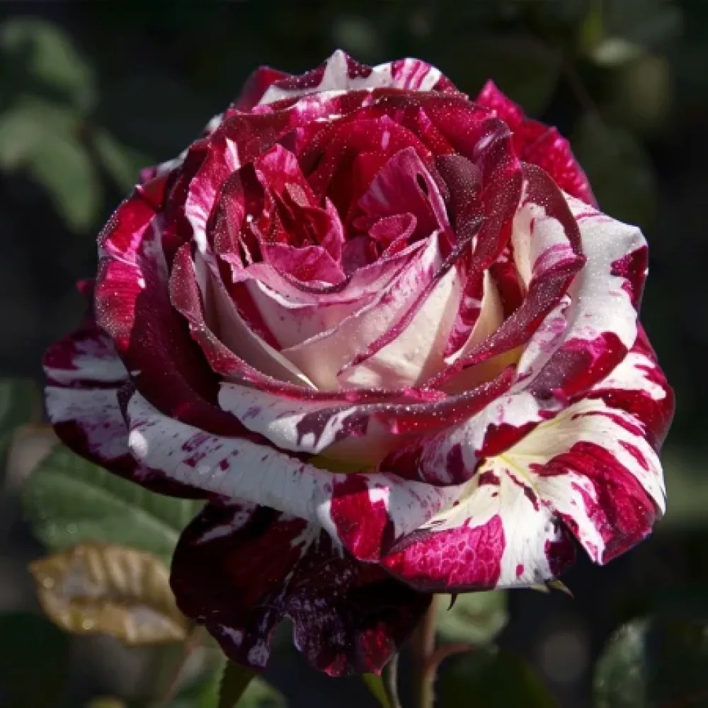 Ruusu 'Mystic Stripe' – paljasjuurinen