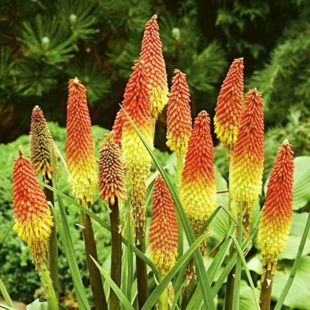 Soihtulilja Kniphofia uvaria – sekoitus