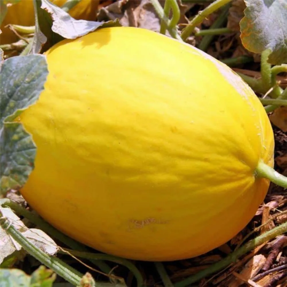 Meloni 'Jaune Canari 2'