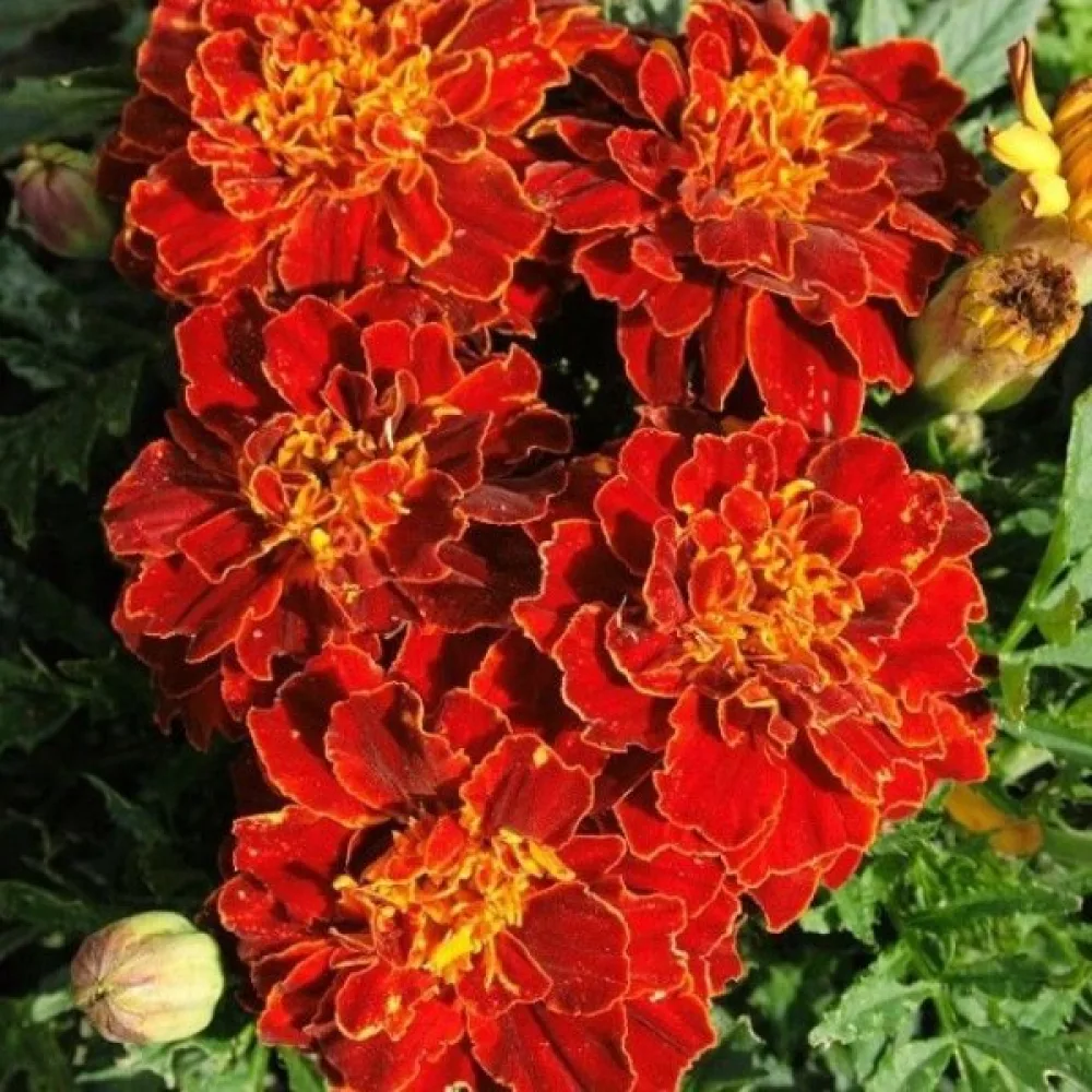 Ruusukesamettikukka 'Red Cherry'
