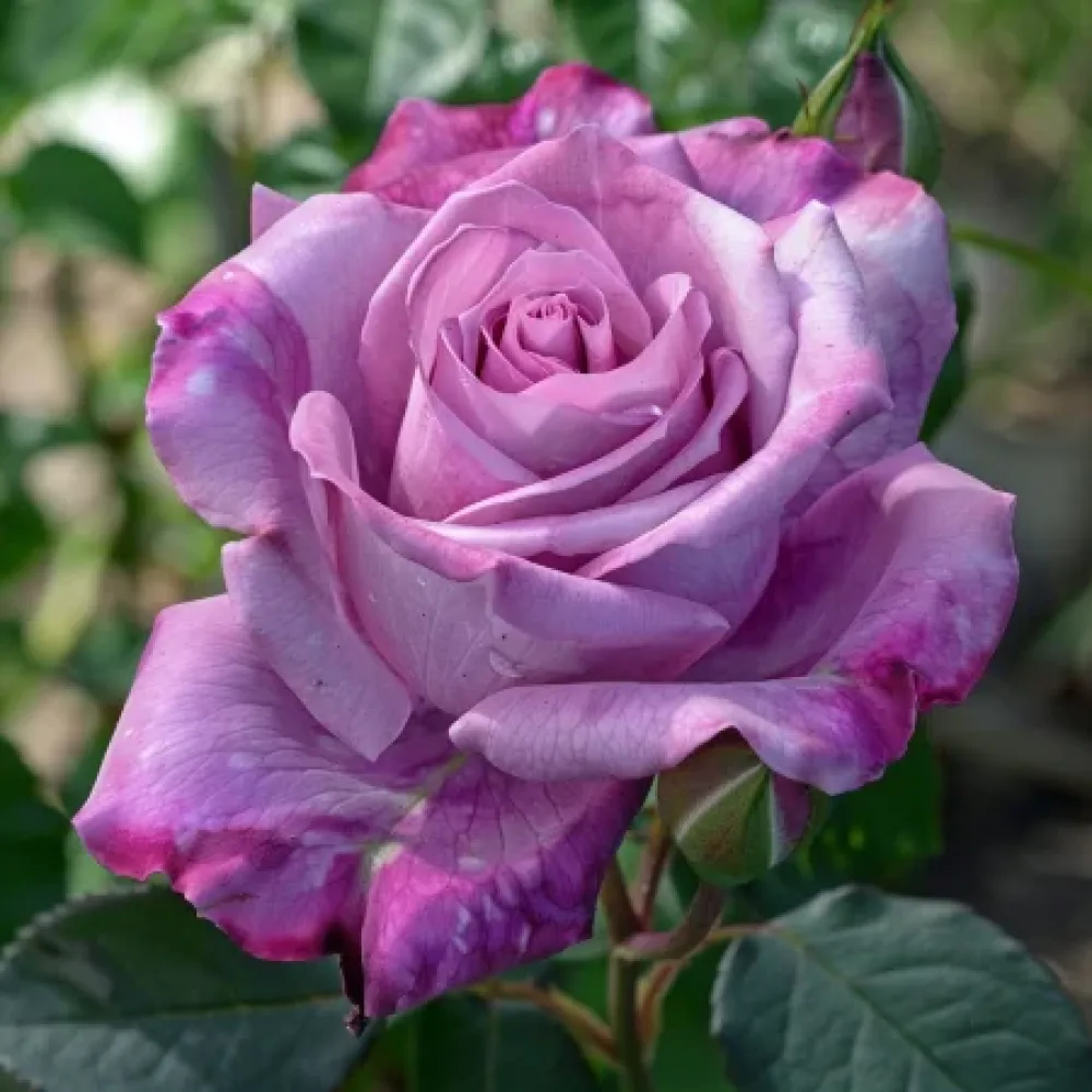 Ruusu 'Tropical Harmony' – paljasjuurinen