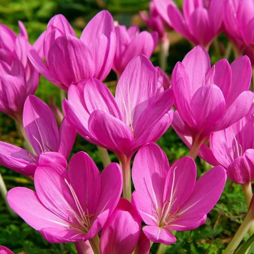 Syysmyrkkylilja 'Lilac Bedder'