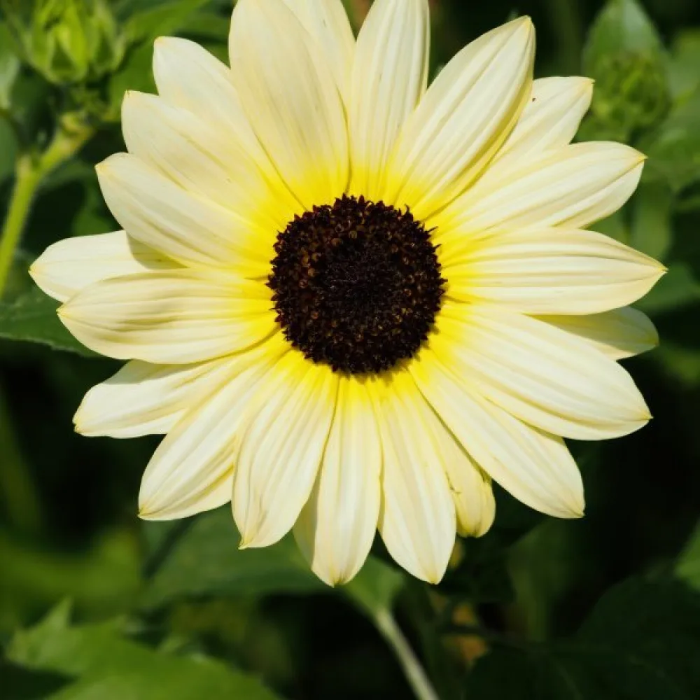 Auringonkukka 'Vanilla Ice'