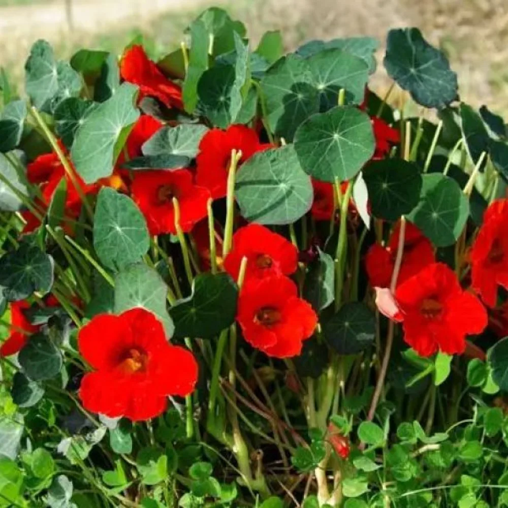 Köynnöskrassi 'Empress of India'