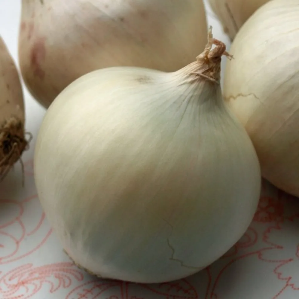 Ruokasipuli 'Tonda Musona'