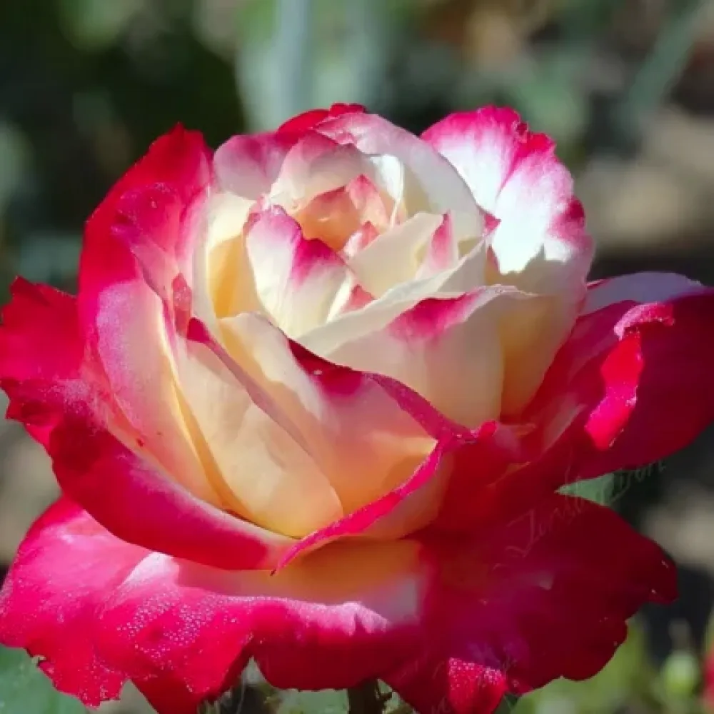 Ruusu 'Sunrise'