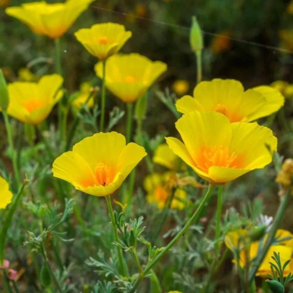 Kaliforniantunikko 'Golden West', kullankeltainen