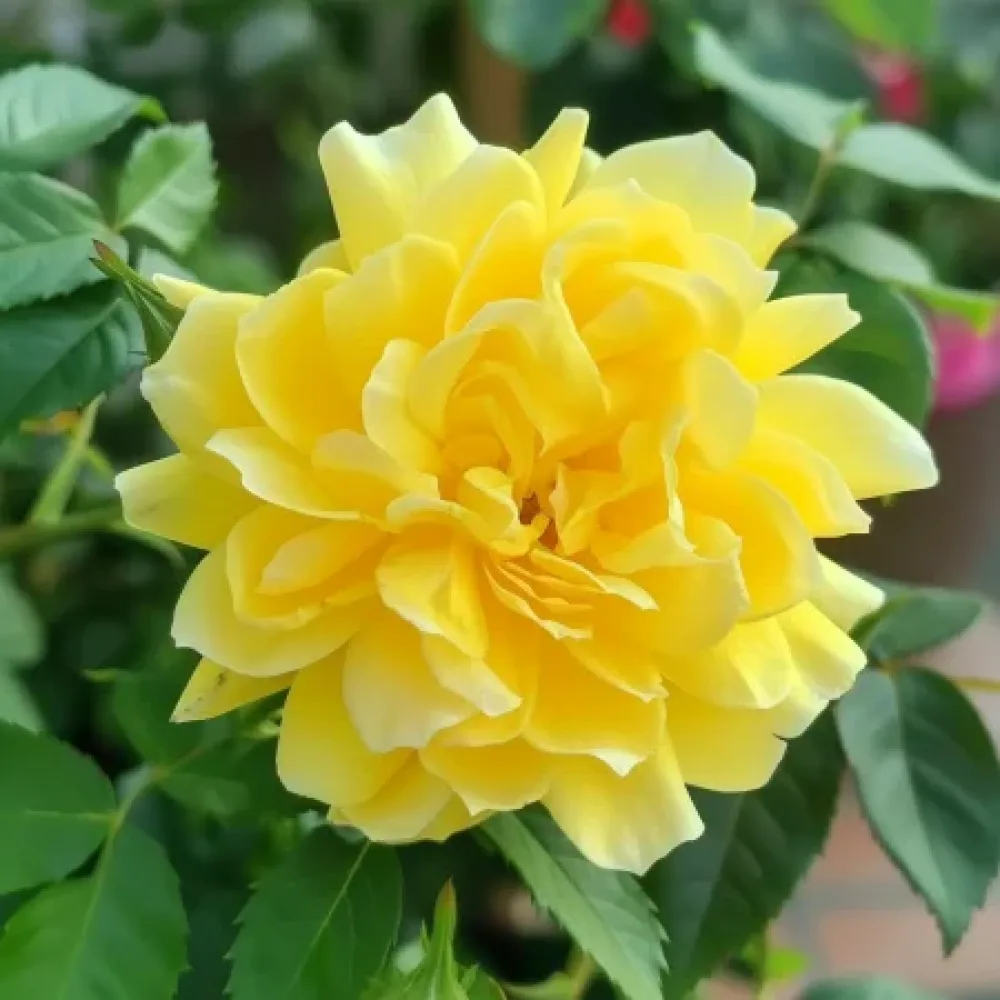 Ruusu 'Yellow Fantasy' – paljasjuurinen