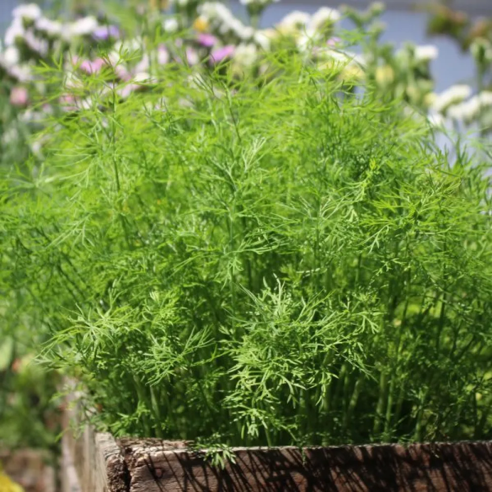 Tilli 'Compact'