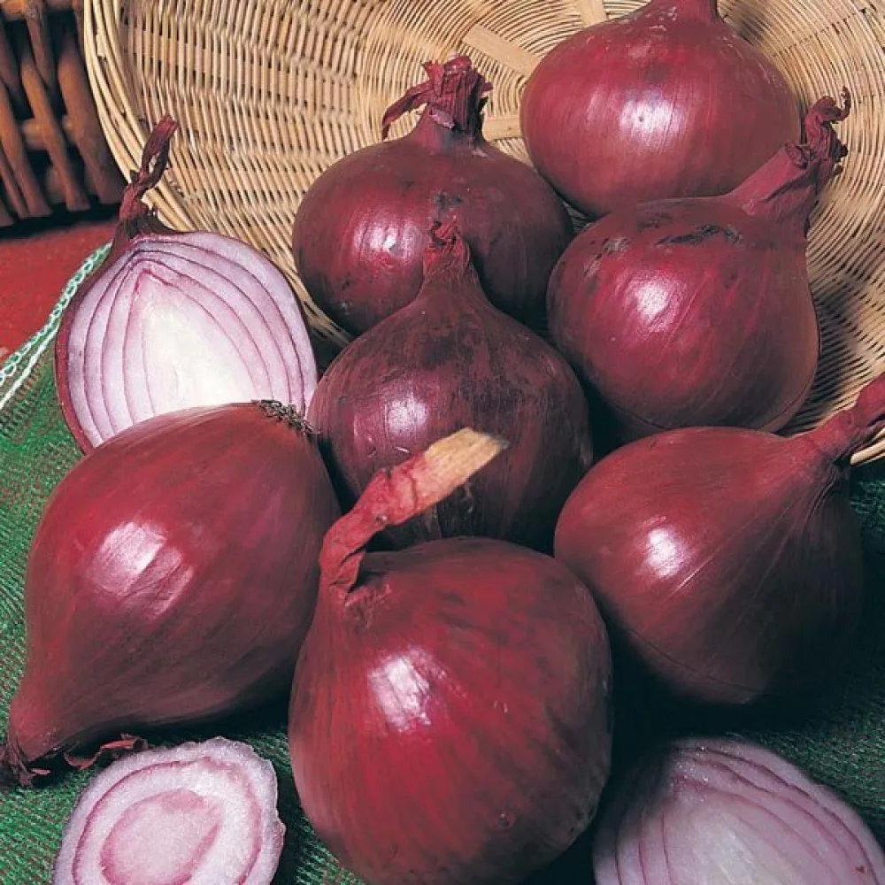 Ruokasipuli 'Red Baron'