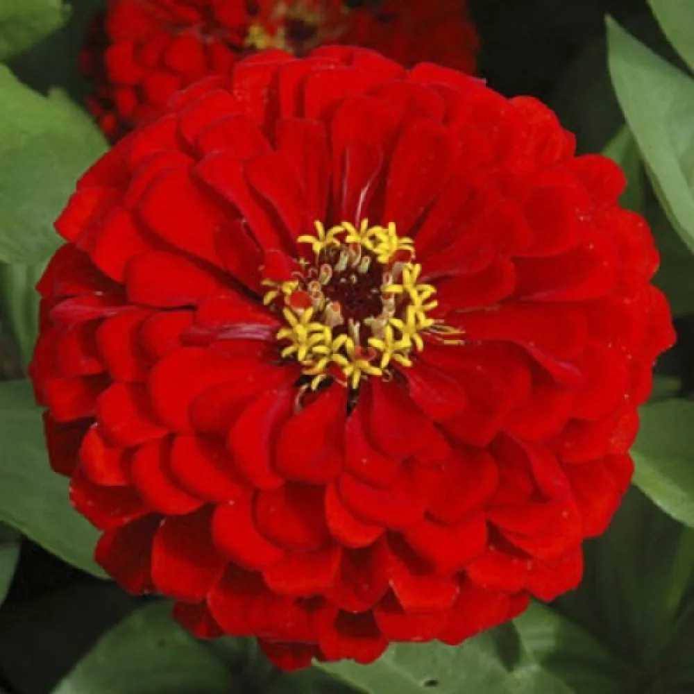 Tsinnia 'Scarlet Flame'