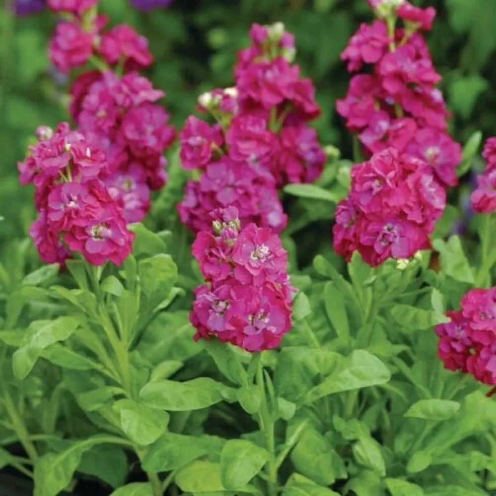Kesäleukoija Matthiola incana, vaaleanpunainen