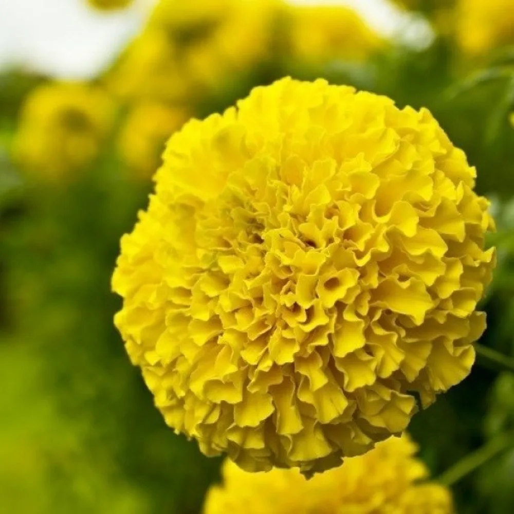 Kookossamettikukka 'Calando Golden'