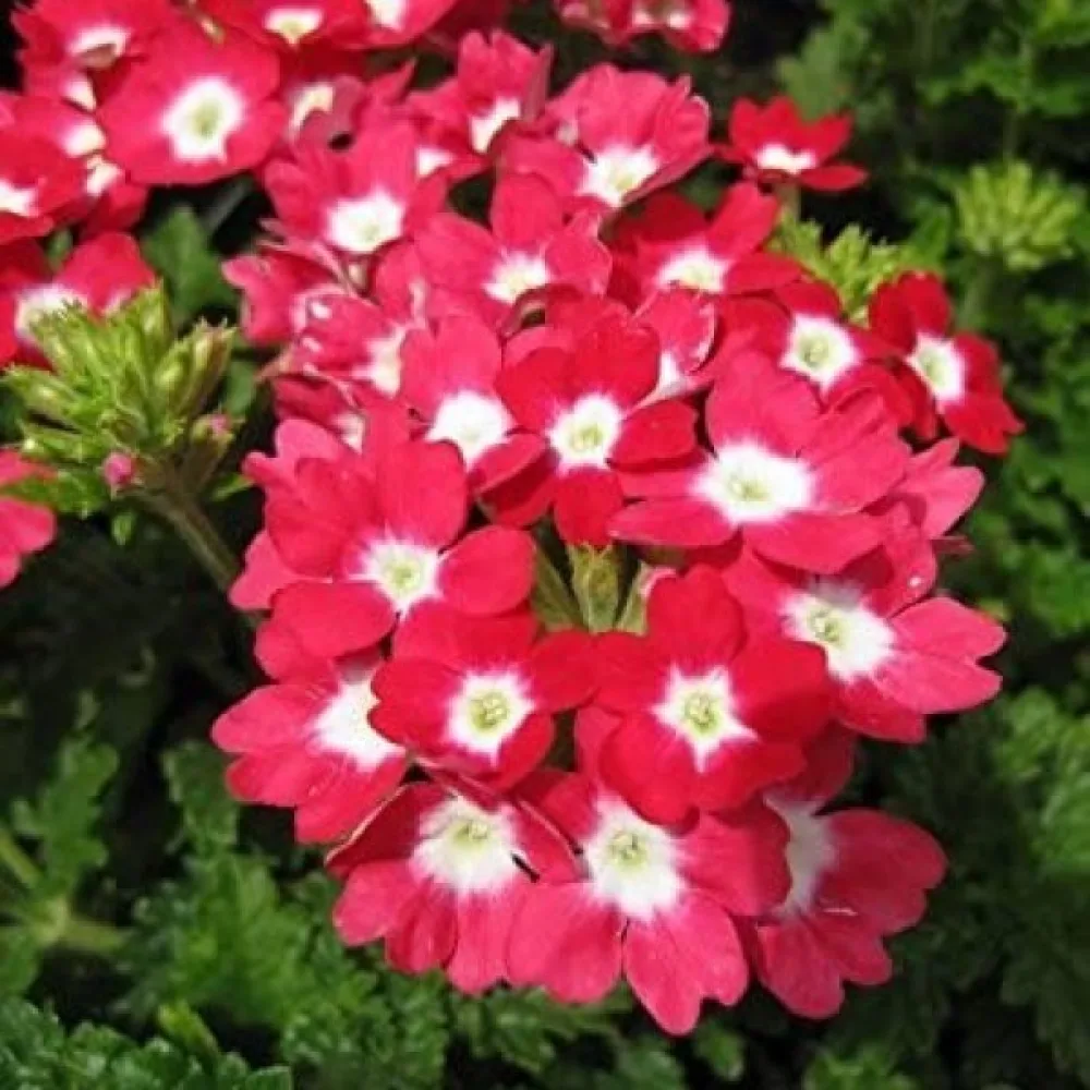 Tarhaverbena 'Sparkle', punainen valkosilmäinen