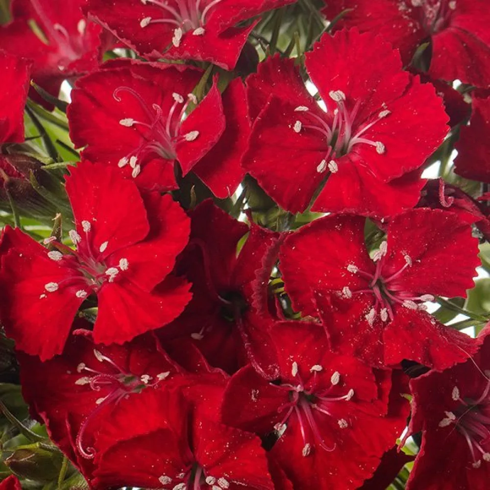 Harjaneilikka 'Scarlet Beauty'