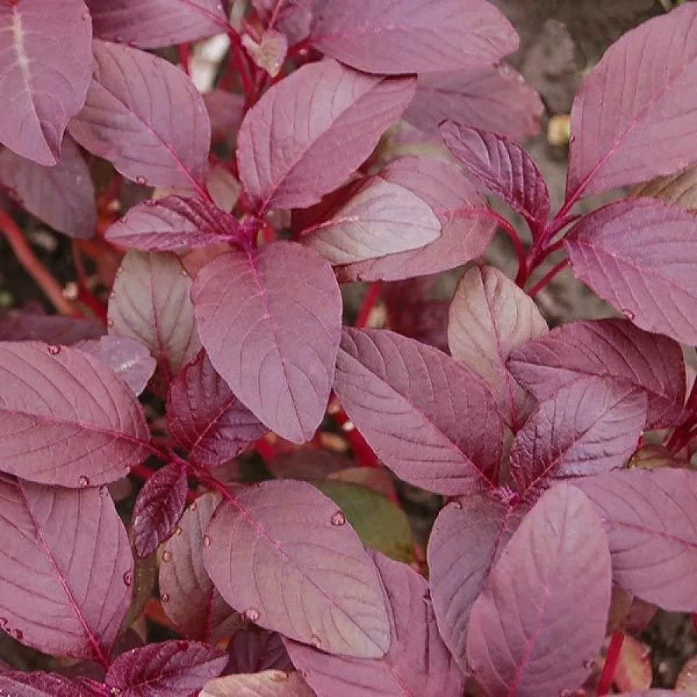 Amarantti 'Red Garnet'