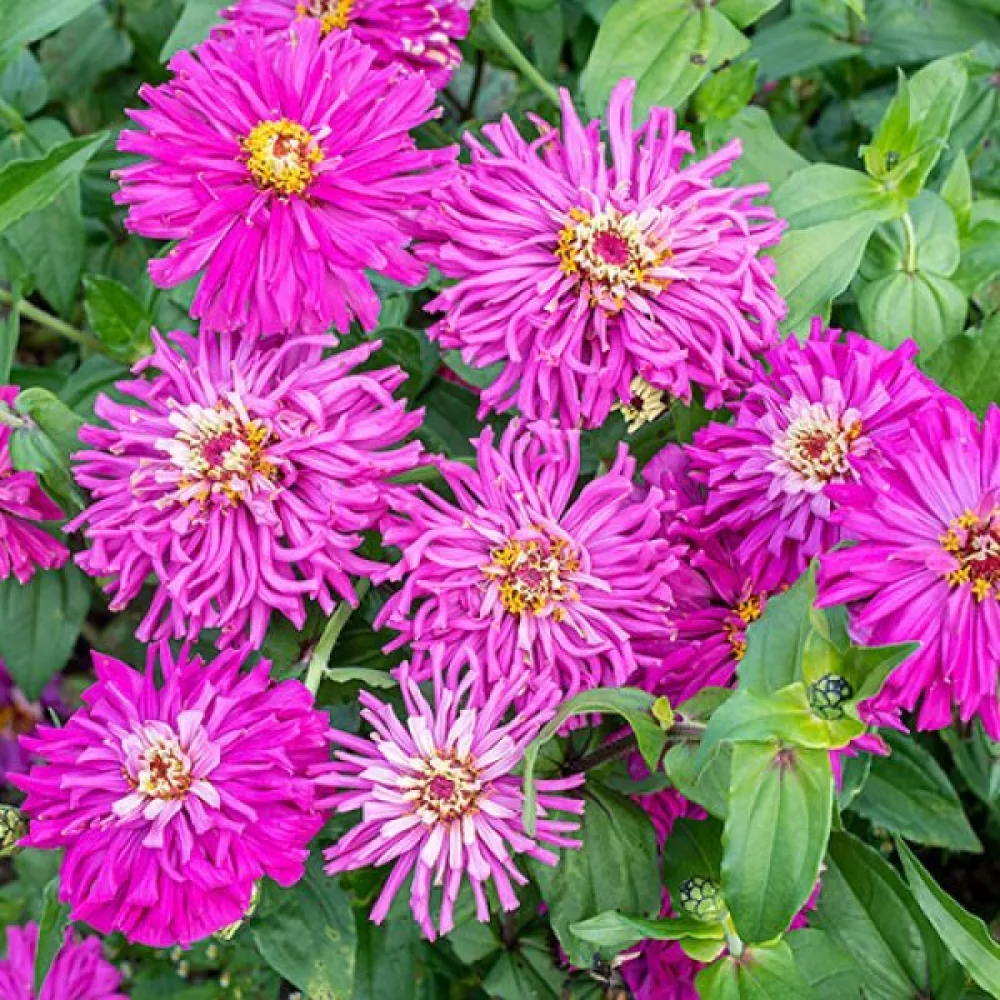 Tsinnia 'Lilac Empress'