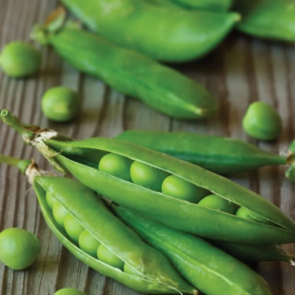 Tarhaherne 'Petit Provençal'