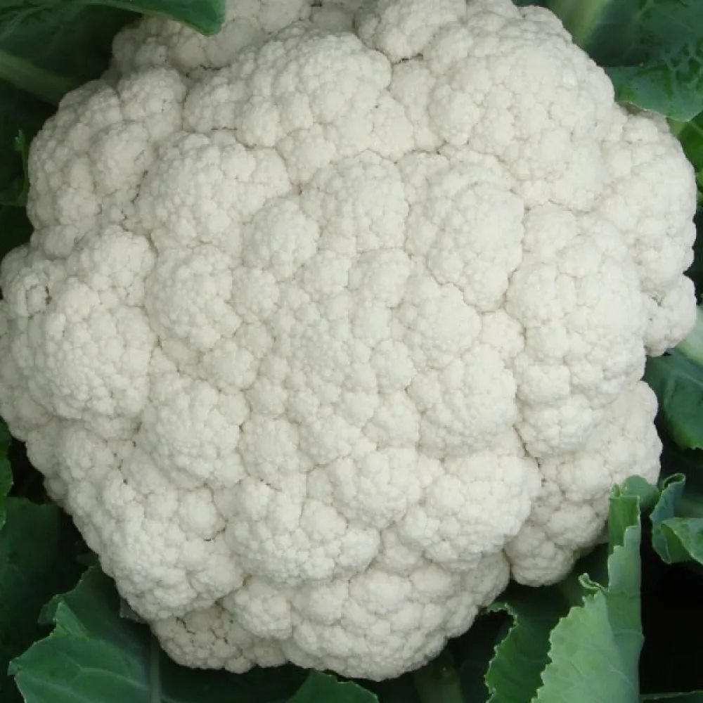 Kukkakaali 'Early Snowball X'