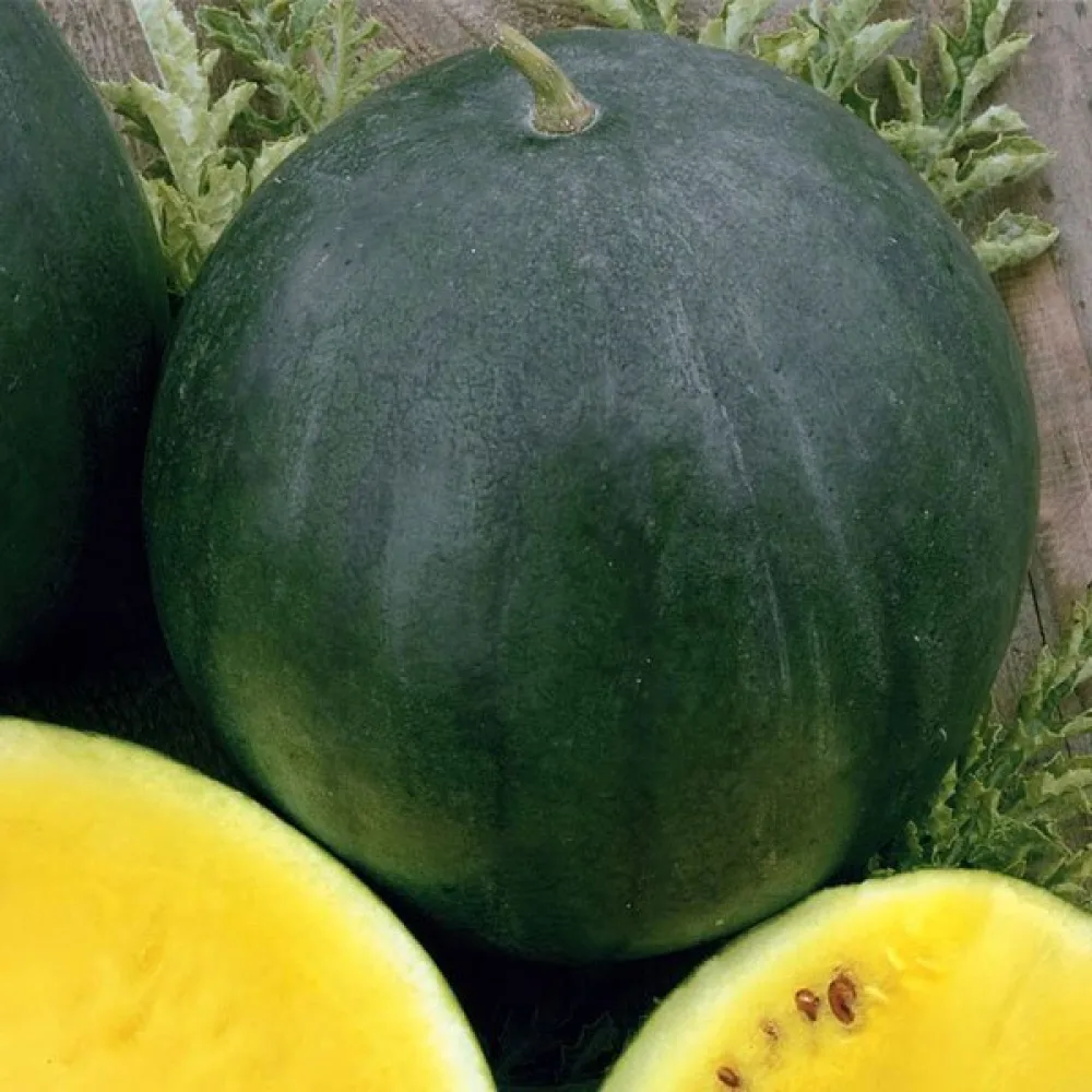 Vesimeloni 'Janosik' 3–4 kg