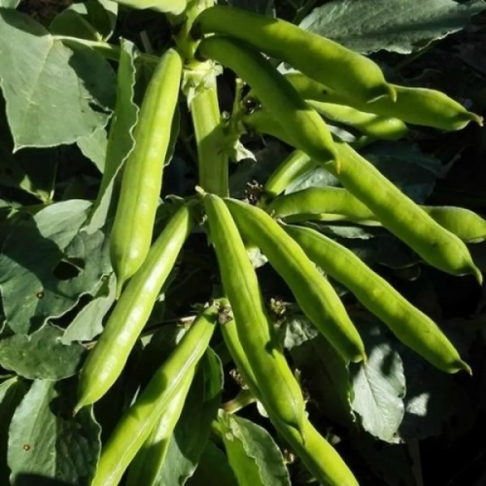Härkäpapu 'Witkiem'