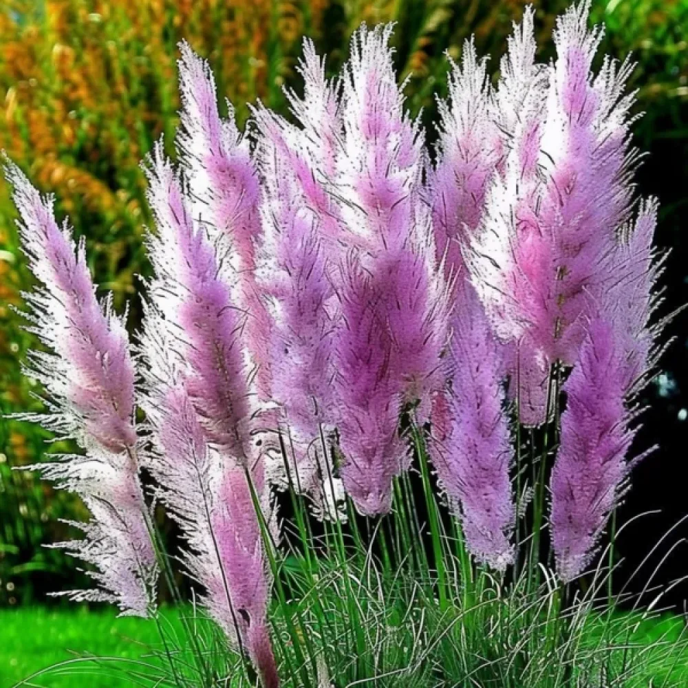 Pampaanruoho 'Pampas Plume' vaaleanpunainen