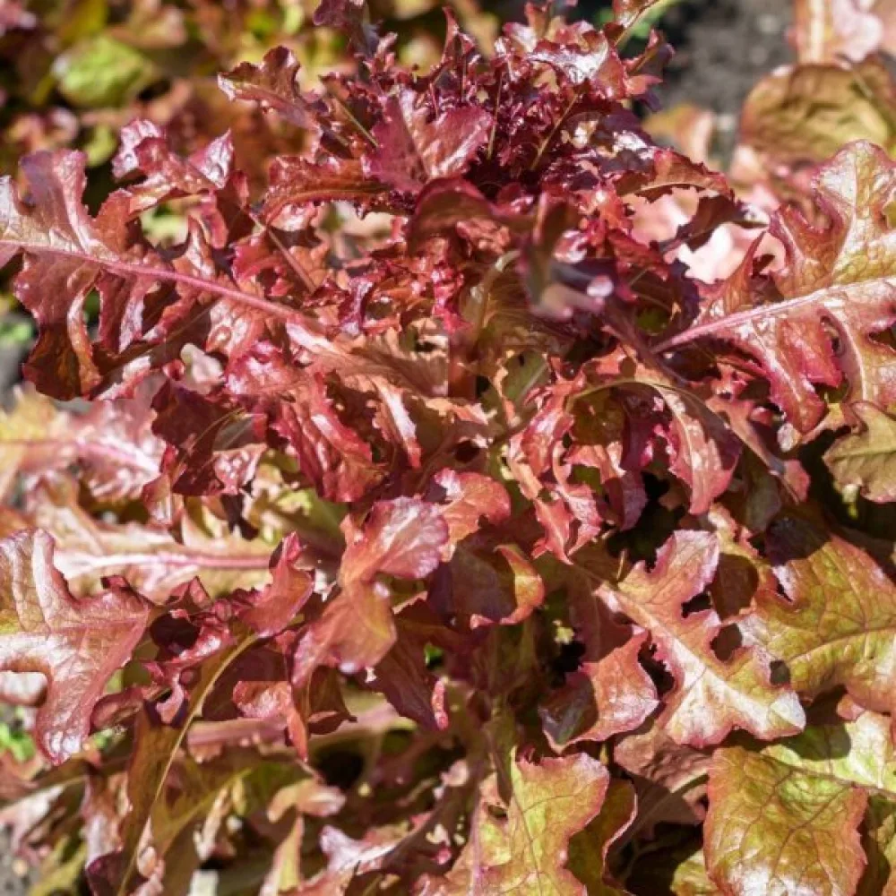 Salaatti 'Red Salad Bowl'