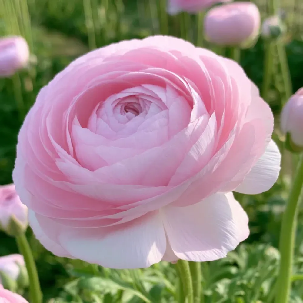 Aasianleinikki 'Elegance Rosa Chiaro'