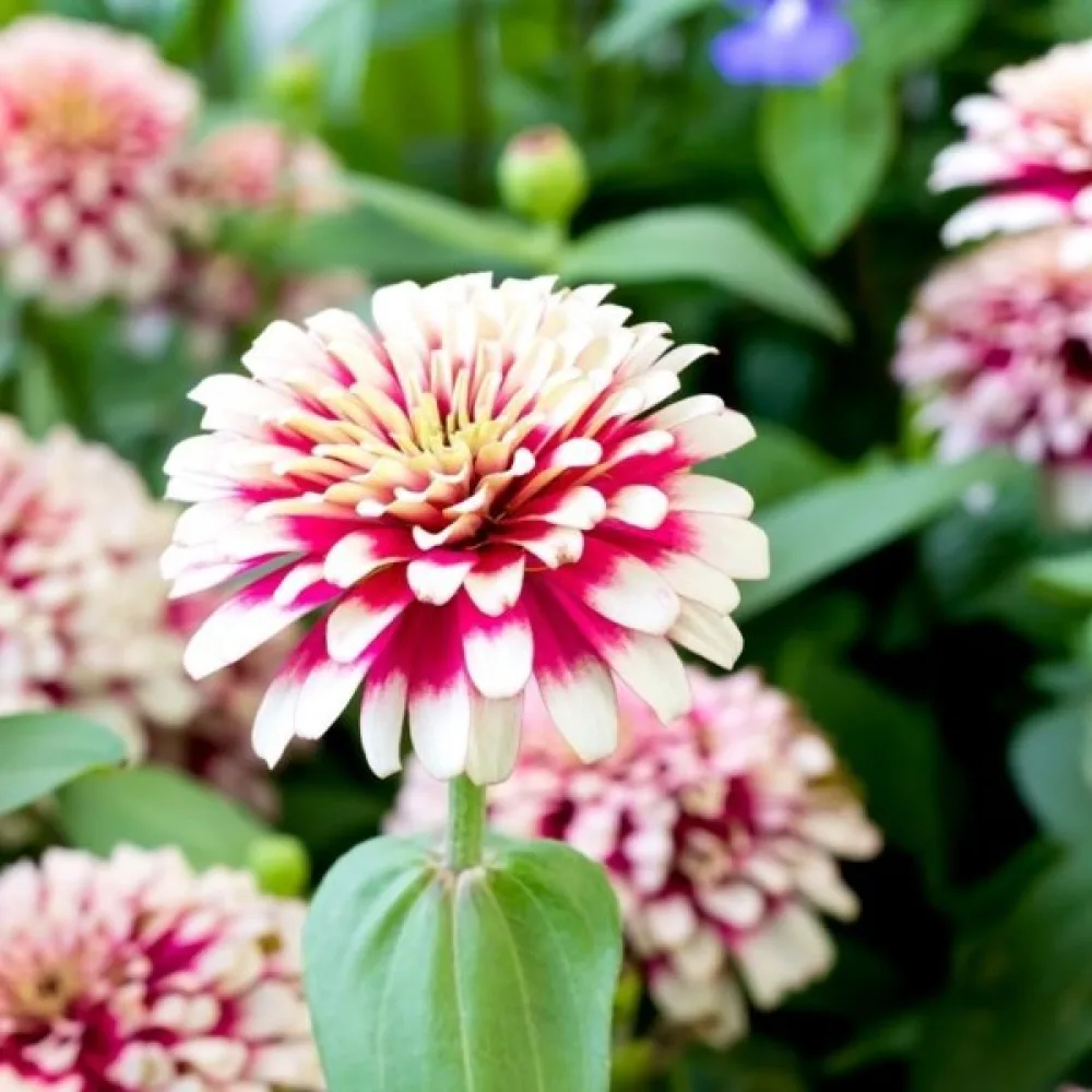 Tsinnia 'Caroussel' (sekoitus)