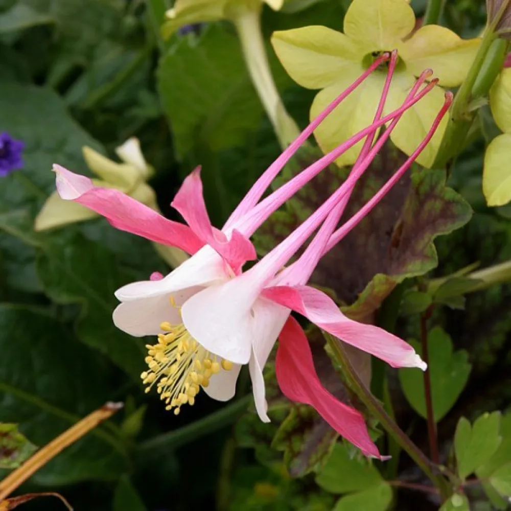 Akileija 'Rose Queen'