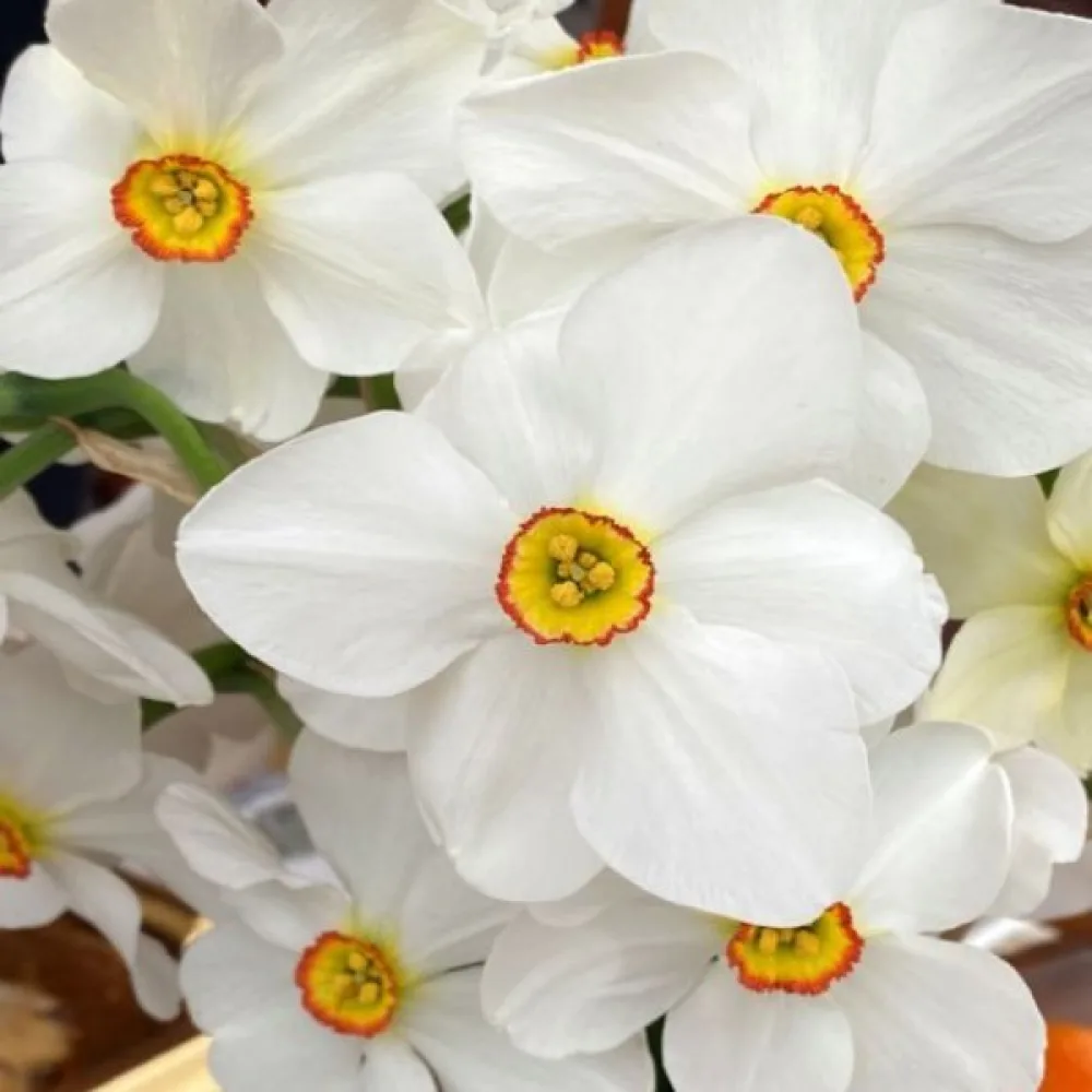 Narsissi 'Actaea Poeticus'