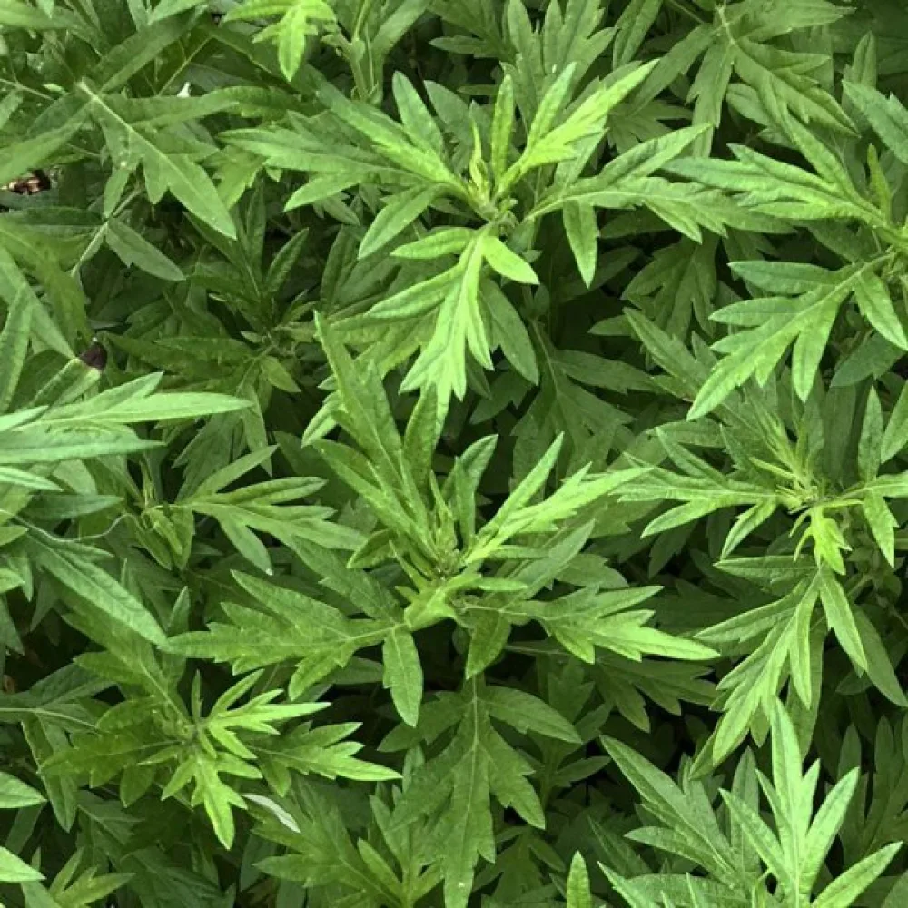 Pujo Artemisia vulgaris
