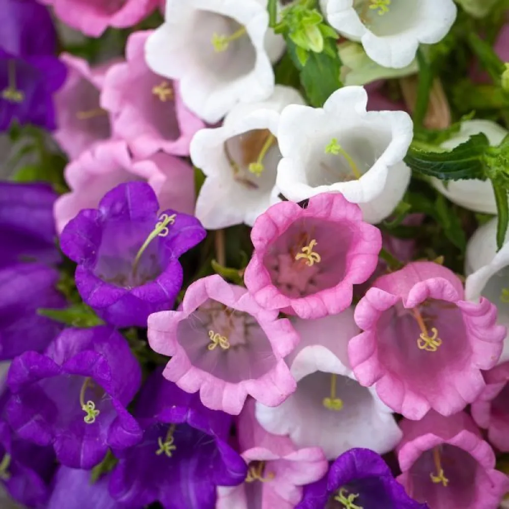 Kesäkello Campanula medium – sekoitus