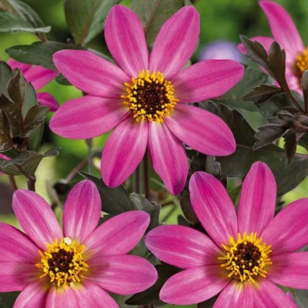 Matala daalia 'Mignon Rose Shades'