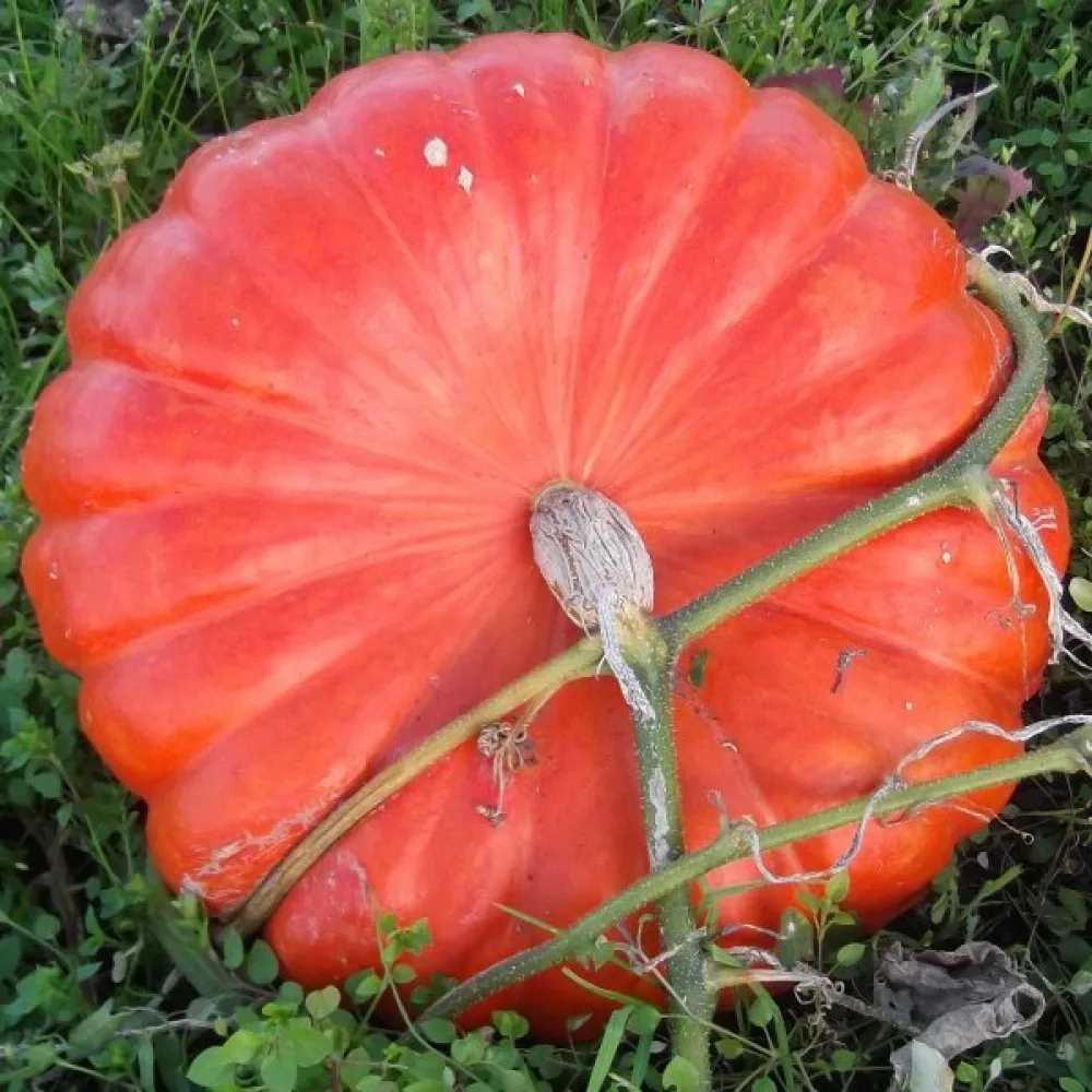 Kurpitsa 'Rouge Vif d'Étampes'