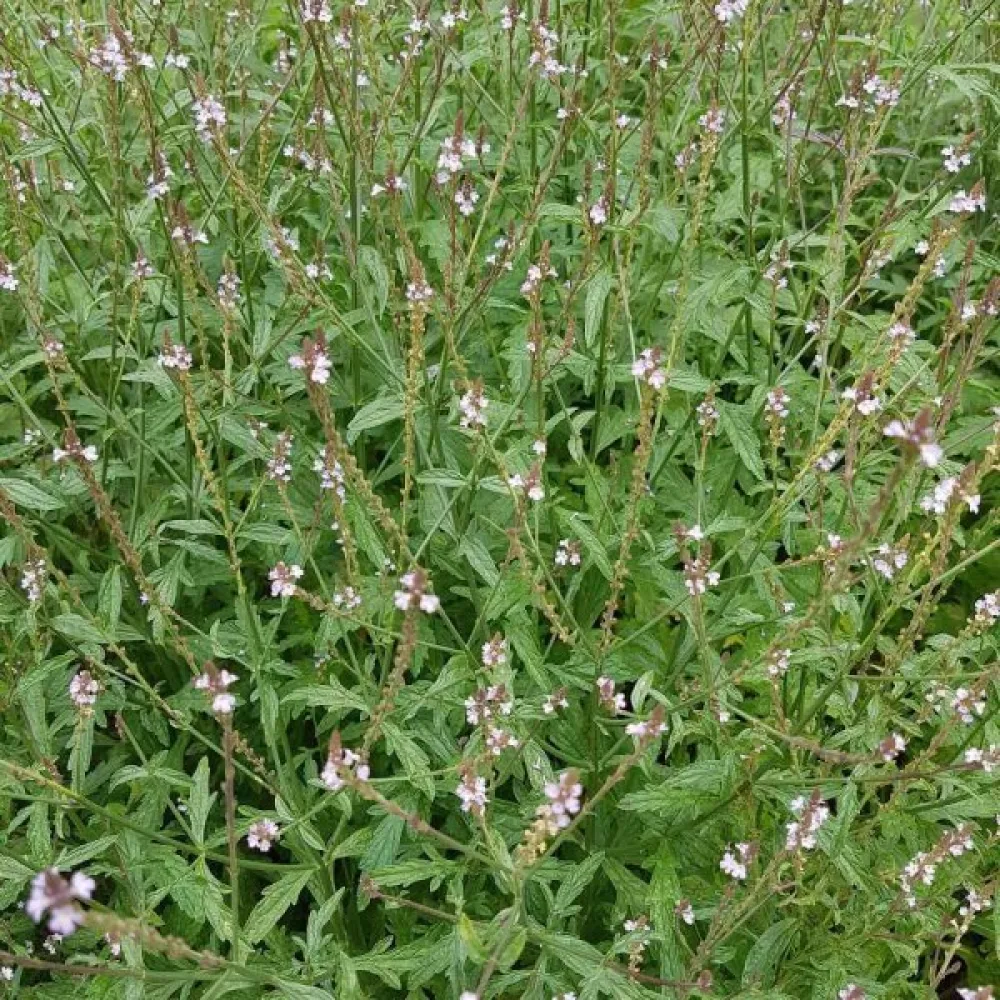 Rohtorautayrtti Verbena officinalis