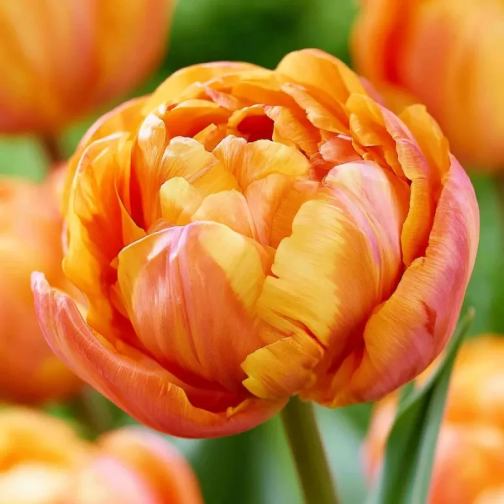 Tulppaani 'Valdivia'
