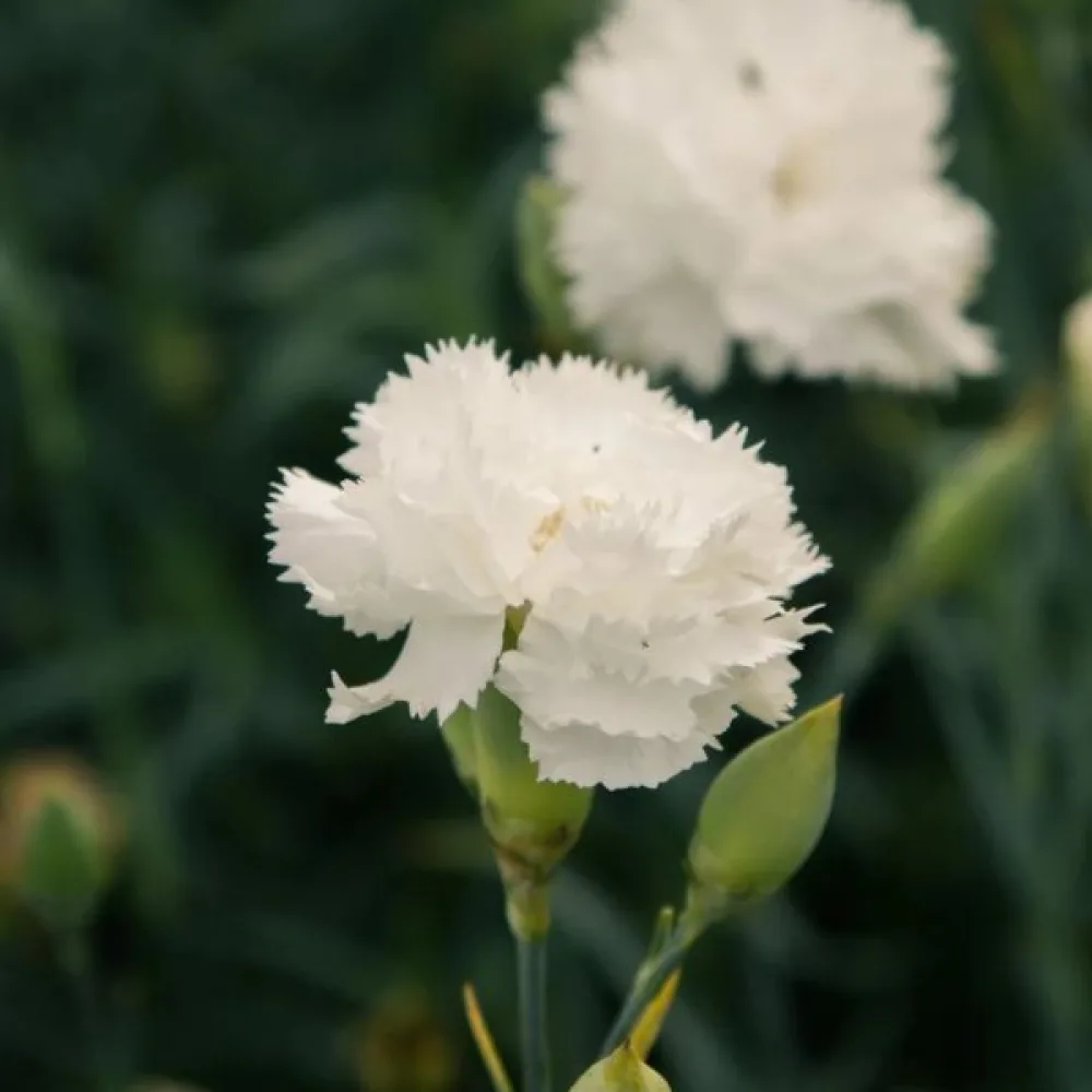 Neilikka Chabaud 'Jeanne Dionis'