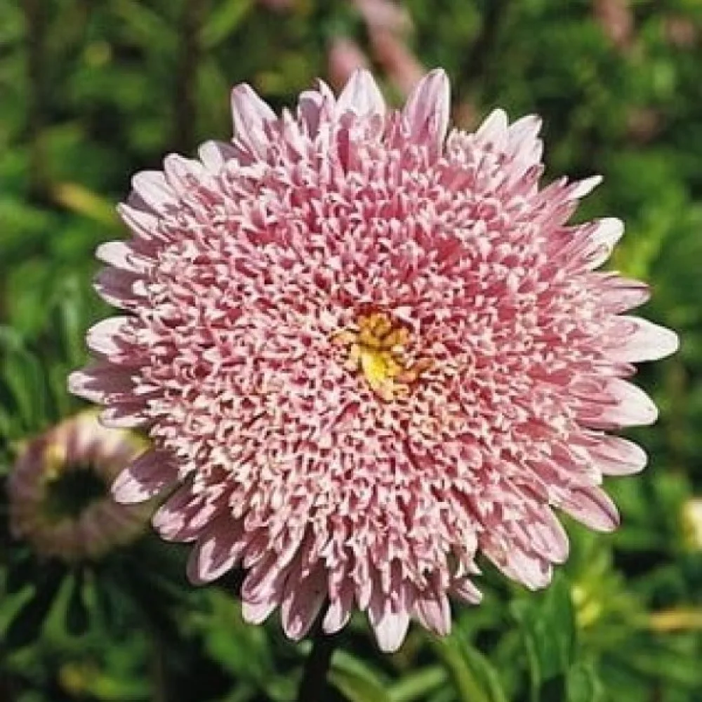 Kesäasteri 'Princess' – lohenpunainen