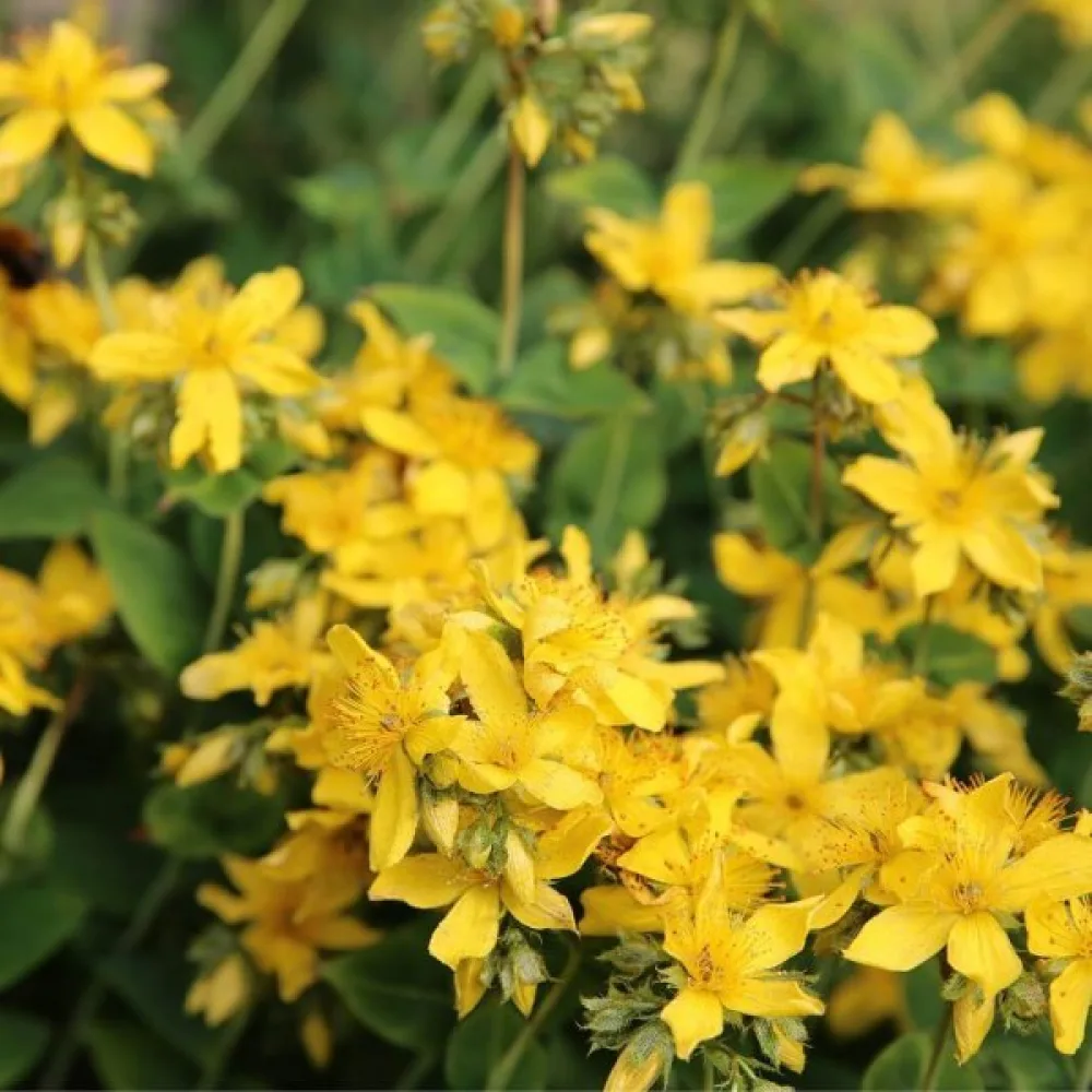 Verijuuri Agrimonia eupatoria