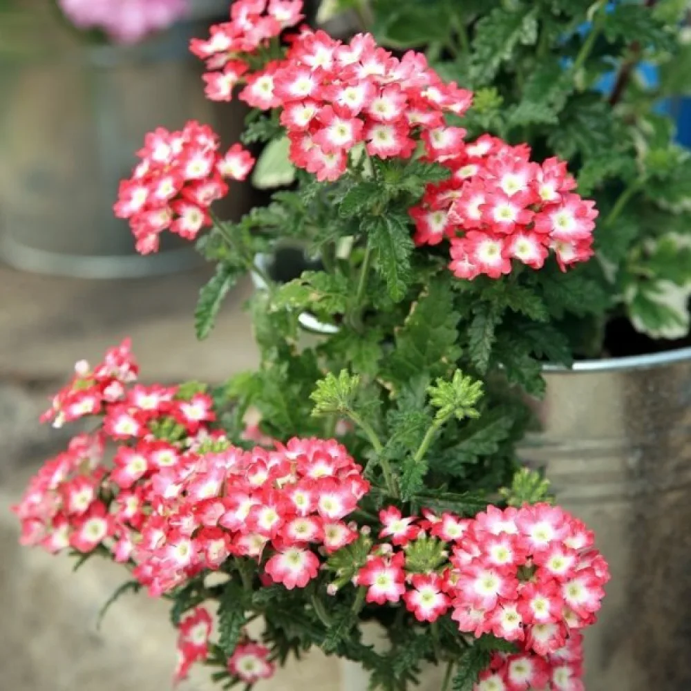 Riippuverbena (sekoitus)