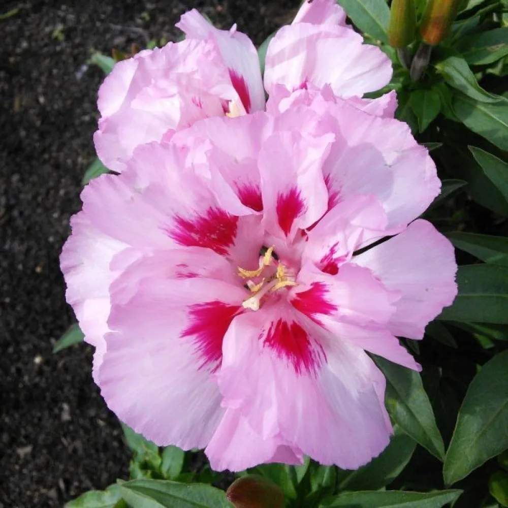 Kesäatsalea 'Maiden Blush', vaaleanpunainen